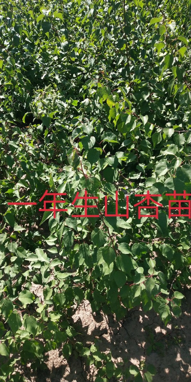 白柠条苗一年生，苗高40至90大锦鸡儿量大直供包活