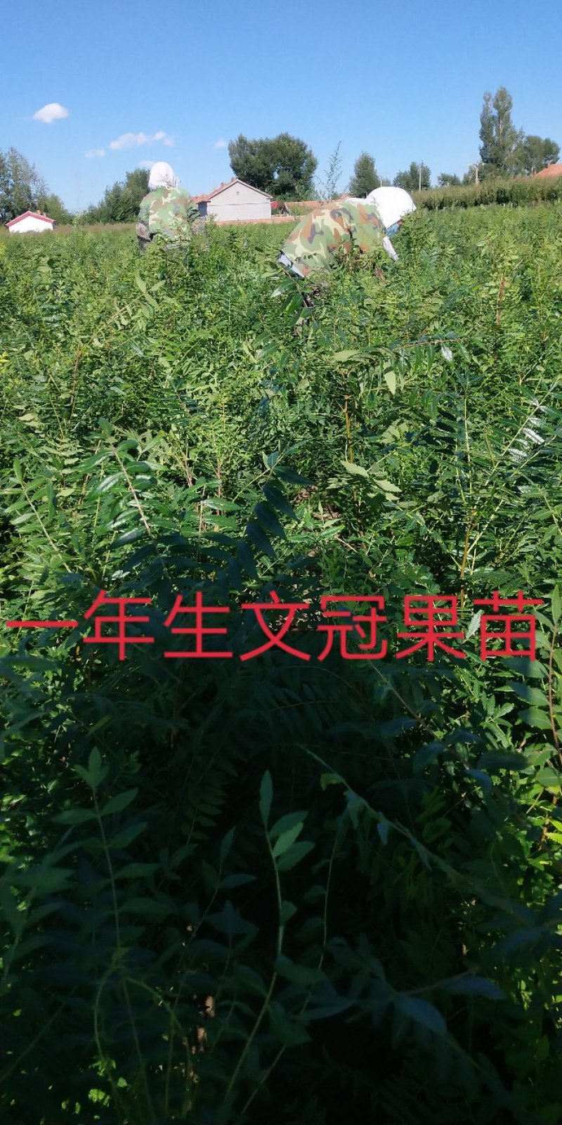 白柠条苗一年生，苗高40至90大锦鸡儿量大直供包活