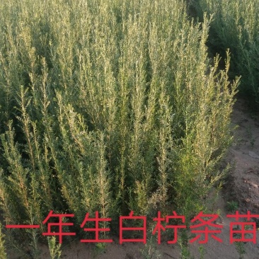 白柠条苗一年生，苗高40至90大锦鸡儿量大直供包活