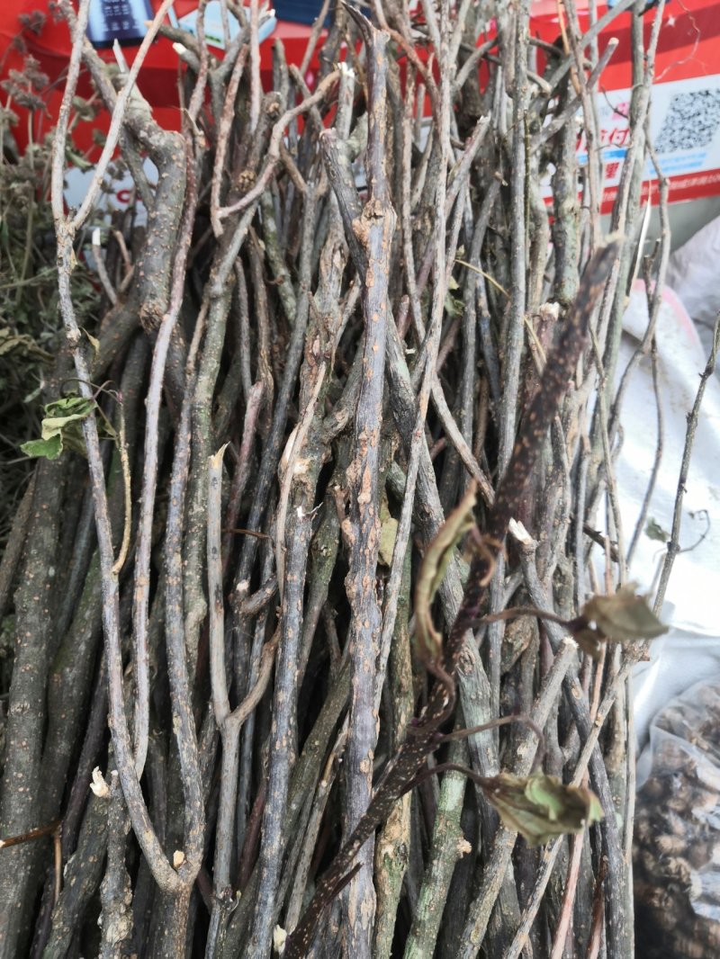 臭牡丹根