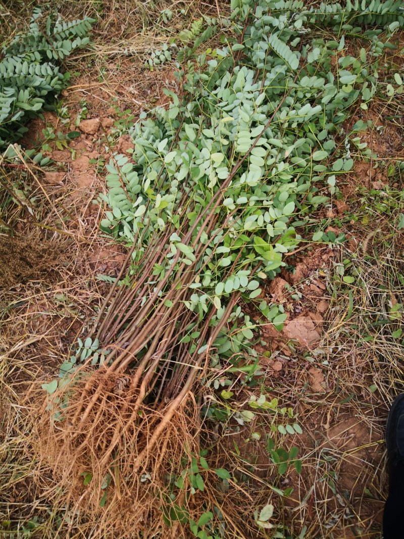 刺槐苗，各种规格的刺槐苗。