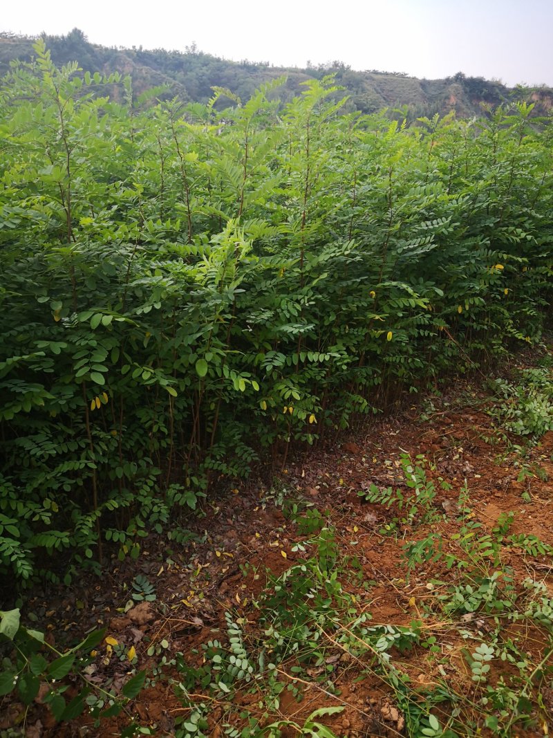 刺槐苗，各种规格的刺槐苗。
