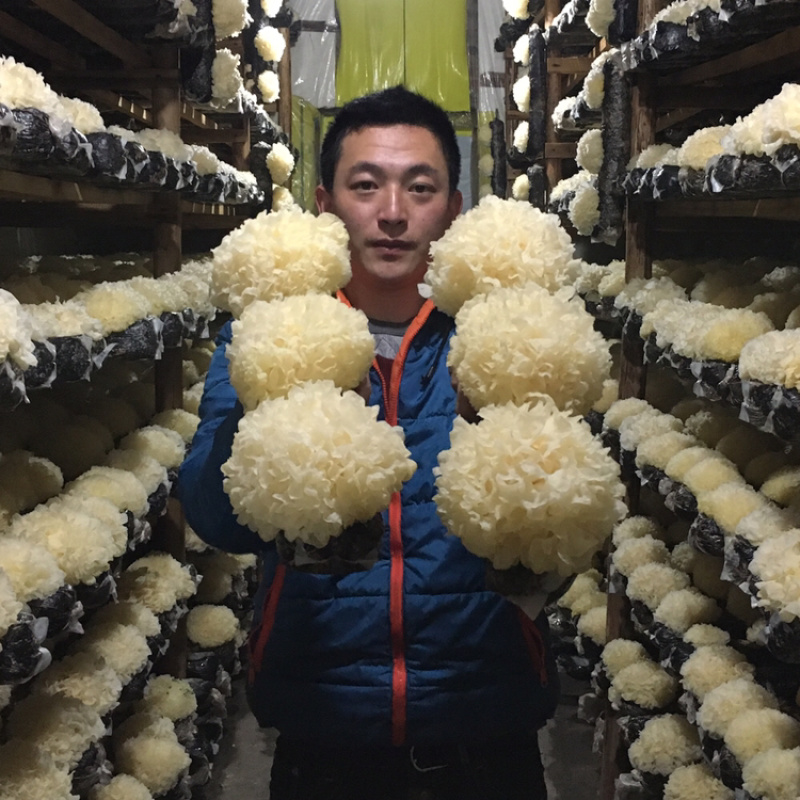 【有好货】自家种植新鲜银耳古田雪耳鲜活白木耳糯耳活耳