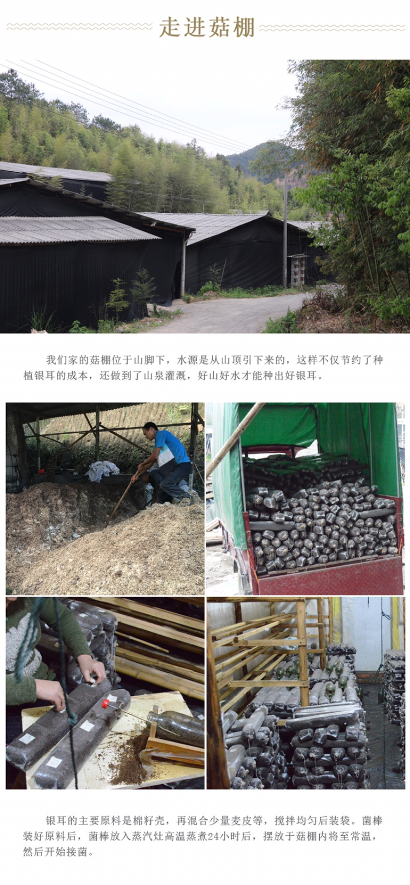 【有好货】自家种植新鲜银耳古田雪耳鲜活白木耳糯耳活耳