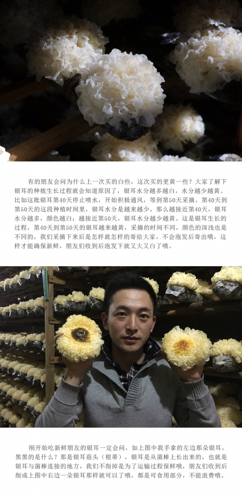 【有好货】自家种植新鲜银耳古田雪耳鲜活白木耳糯耳活耳