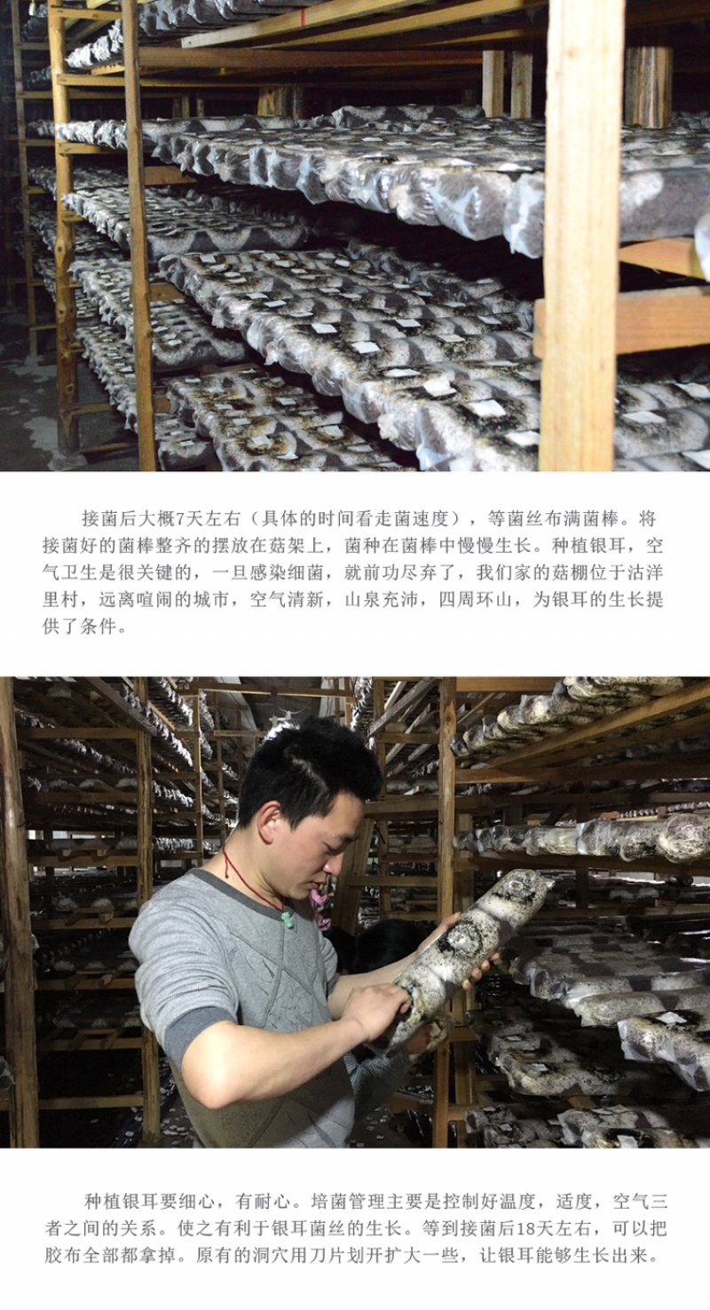 【有好货】自家种植新鲜银耳古田雪耳鲜活白木耳糯耳活耳