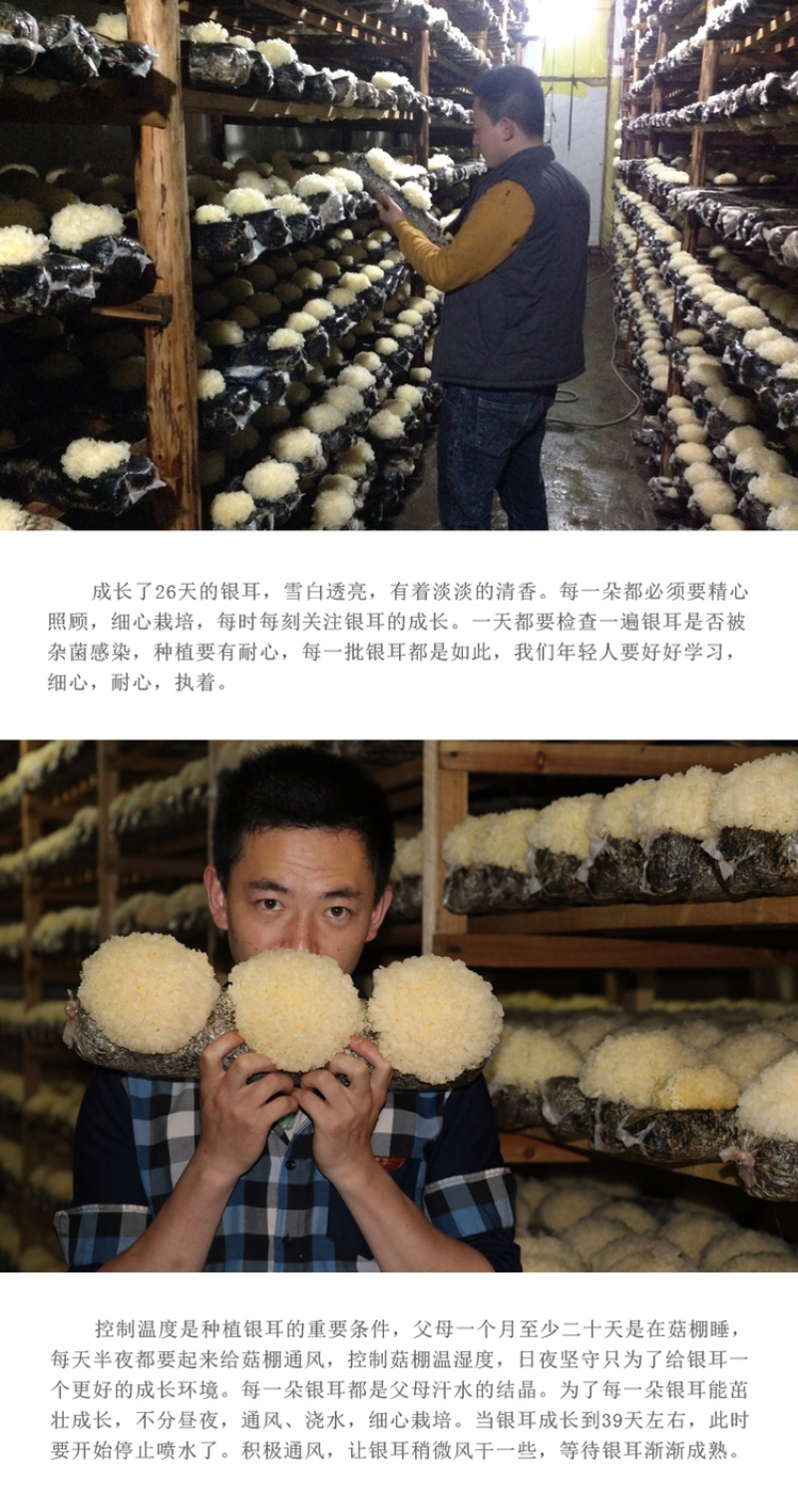 【有好货】自家种植新鲜银耳古田雪耳鲜活白木耳糯耳活耳