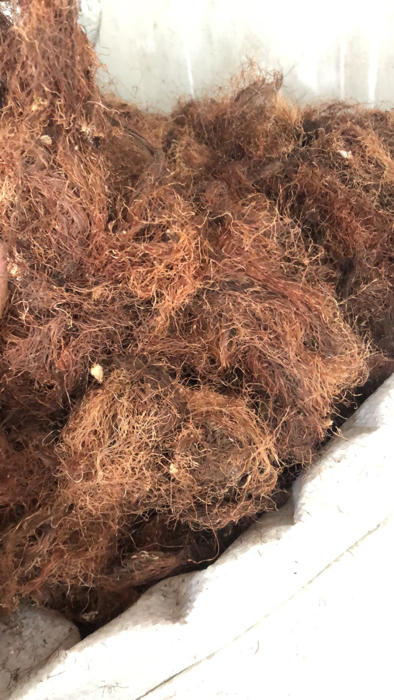今年新货挑干净杂质的玉米须