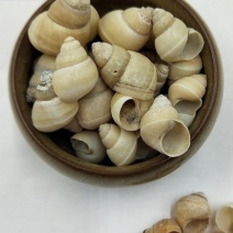 白螺狮壳，道地药材，质优价实，品质保证，药典标准一公斤起