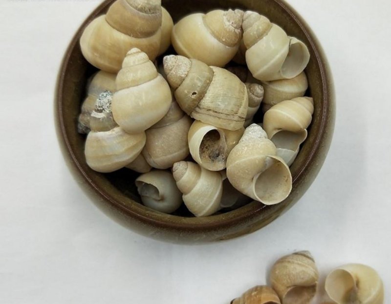 白螺狮壳，道地药材，质优价实，品质保证，药典标准一公斤起