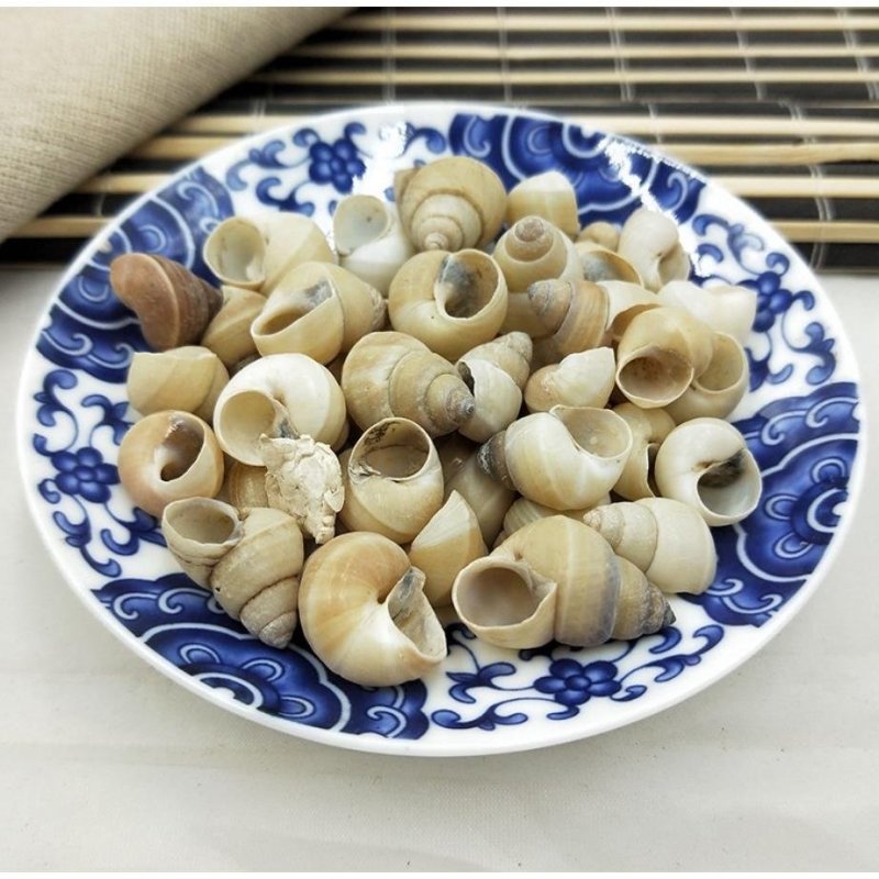 白螺狮壳，道地药材，质优价实，品质保证，药典标准一公斤起