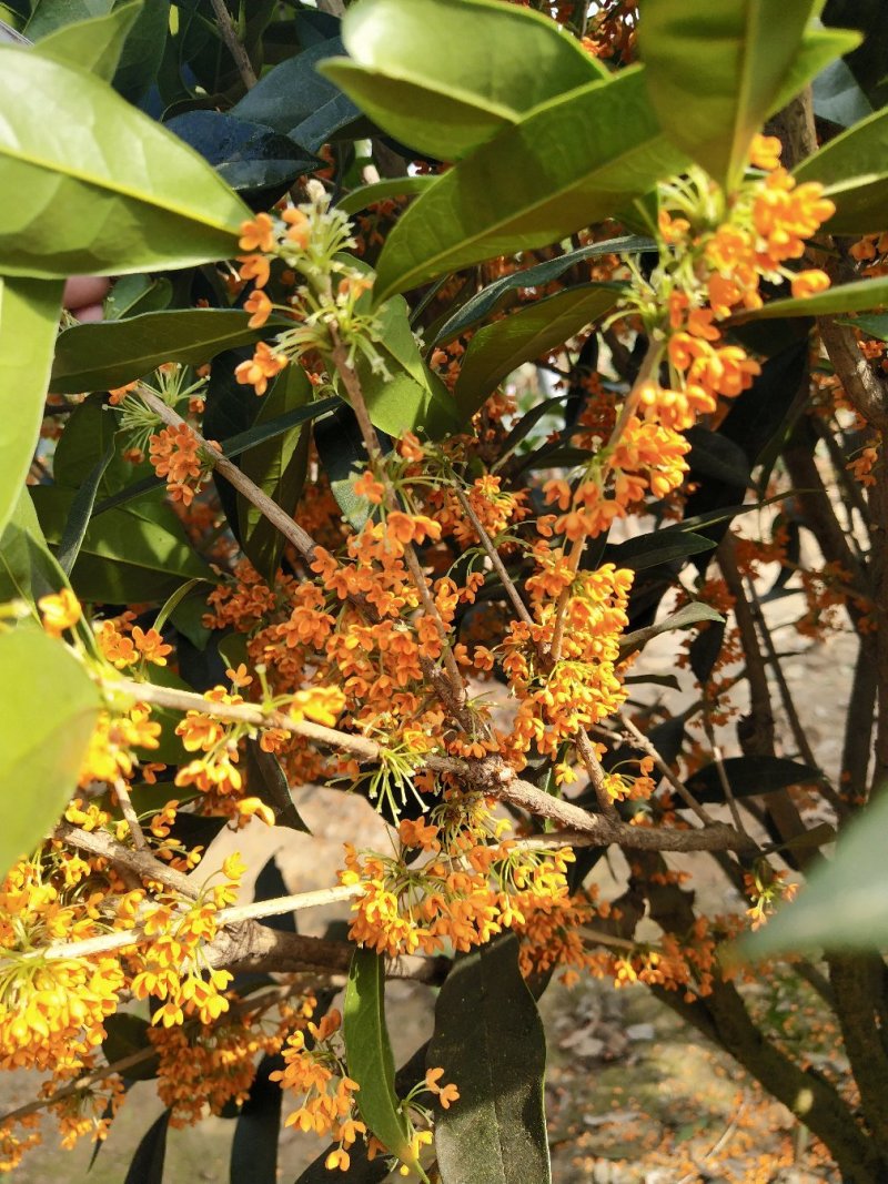 桂花