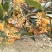 桂花