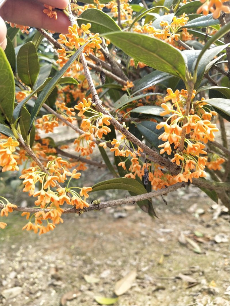 桂花