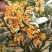 桂花