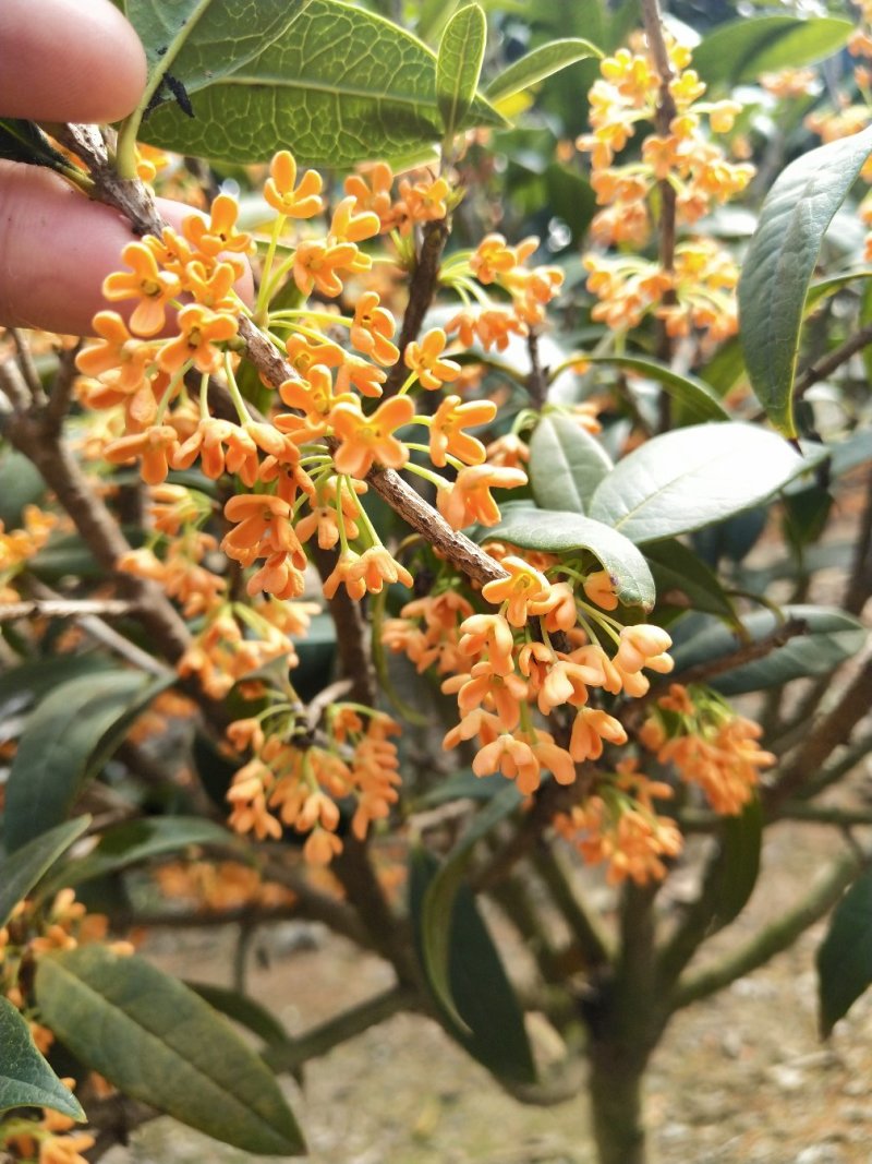 桂花
