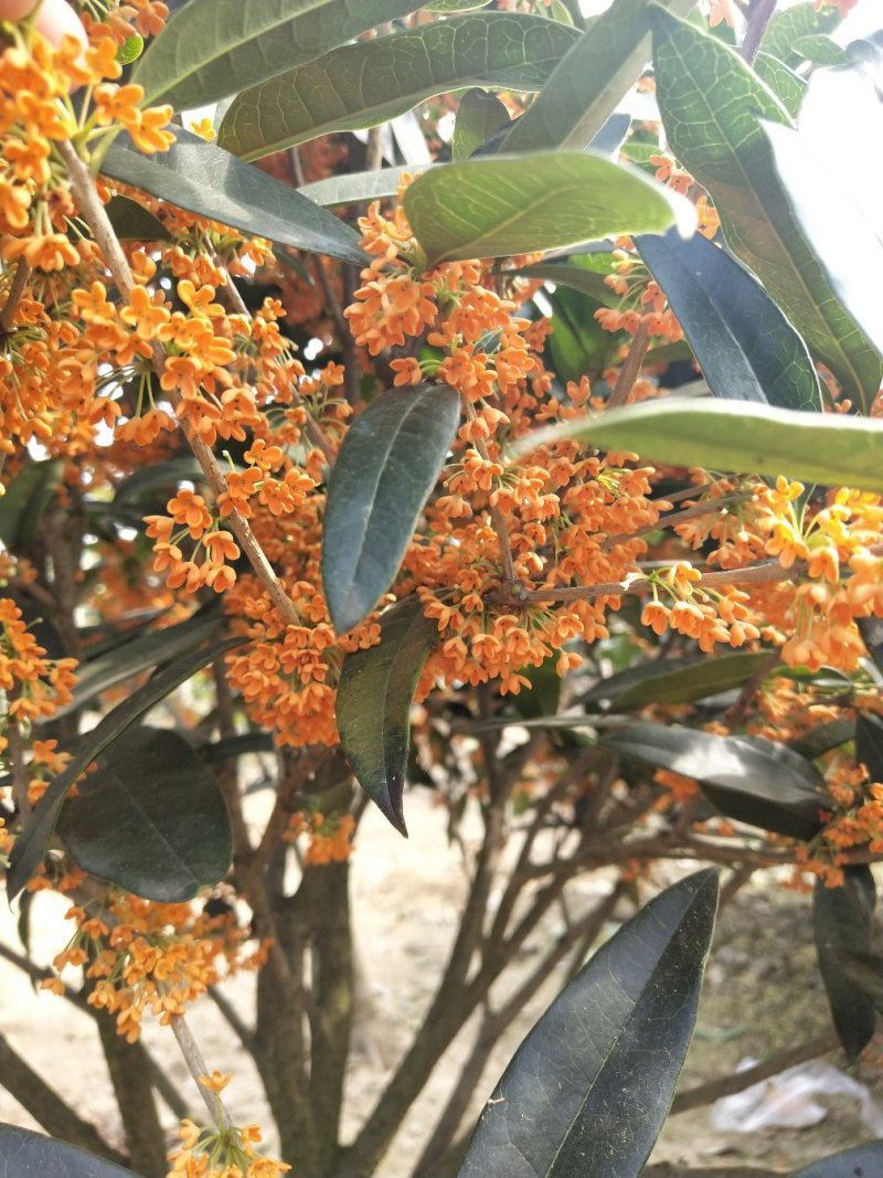 桂花