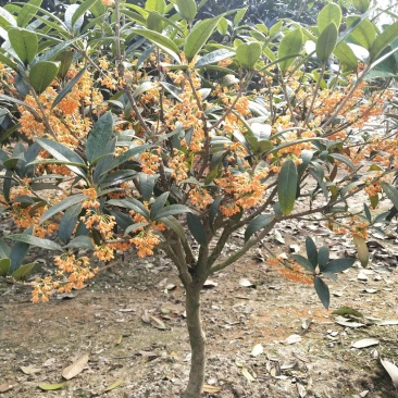 桂花