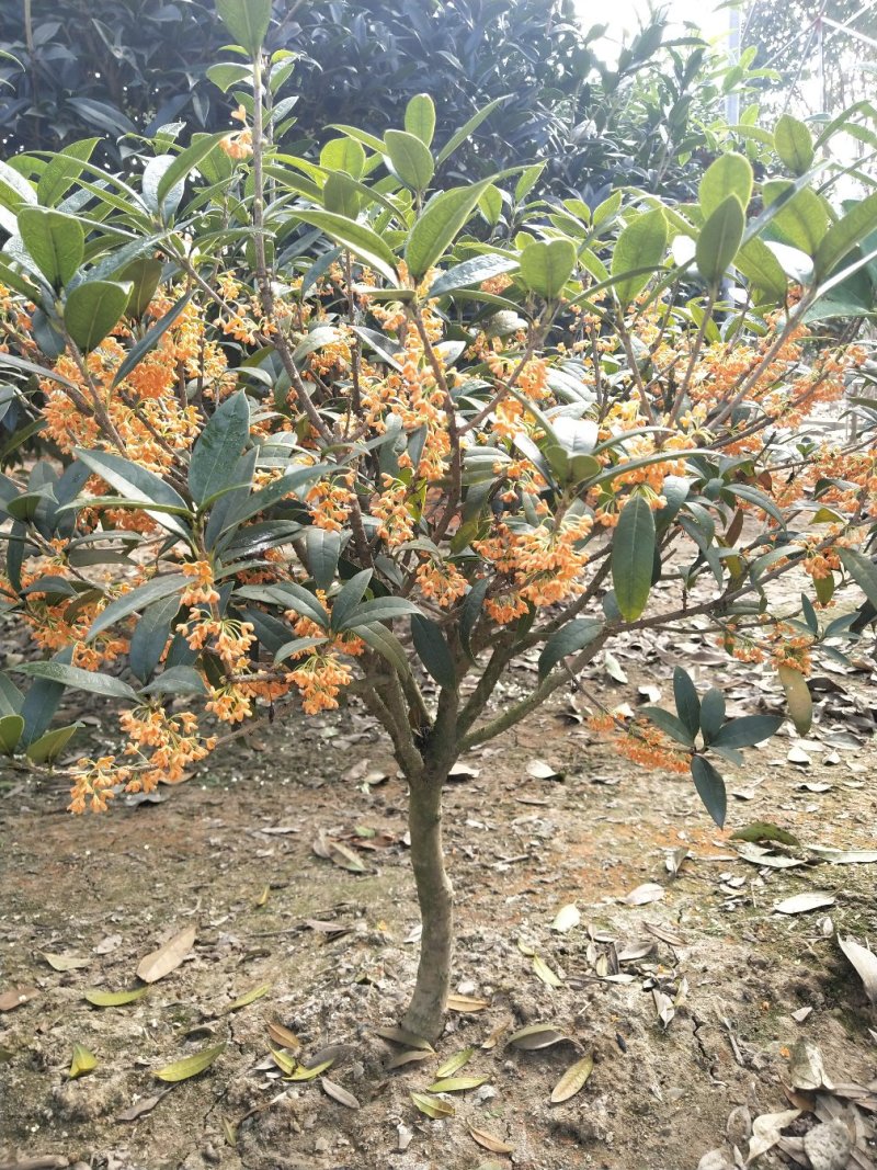 桂花