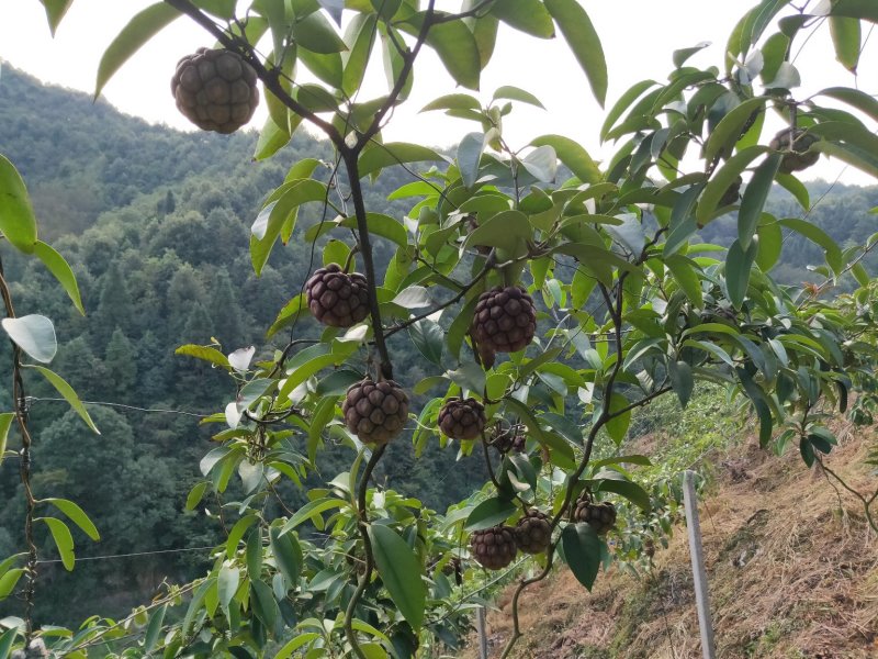 黑老虎布福娜鲜果湖南通道地标果园基地现摘现发