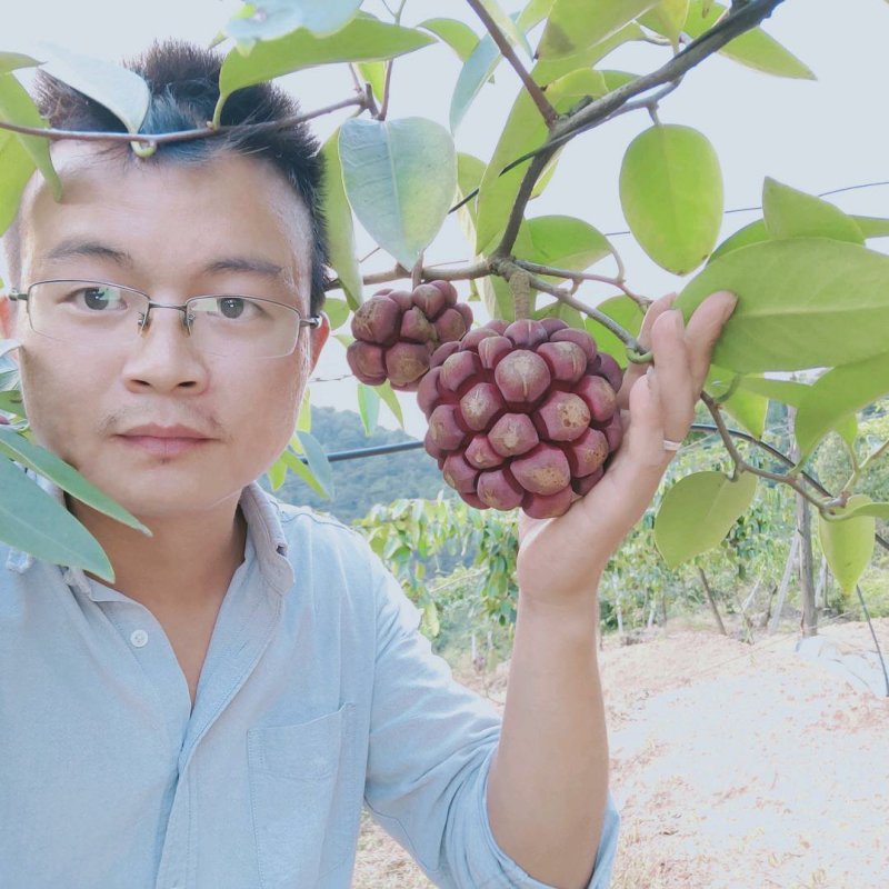 黑老虎布福娜鲜果湖南通道地标果园基地现摘现发
