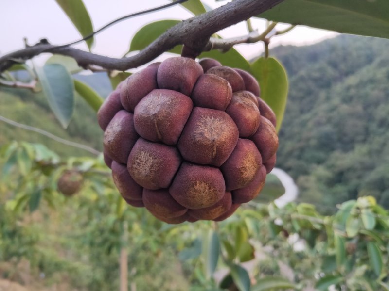 黑老虎布福娜鲜果湖南通道地标果园基地现摘现发