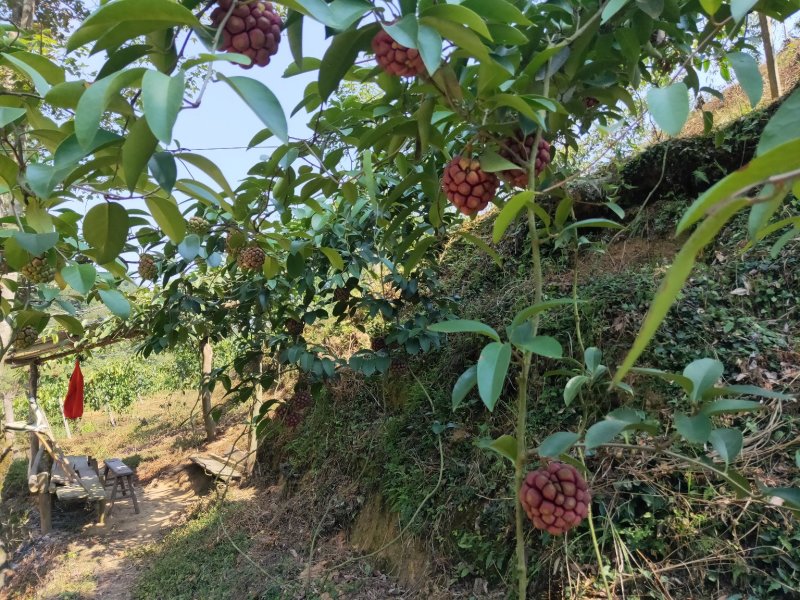 黑老虎布福娜鲜果湖南通道地标果园基地现摘现发