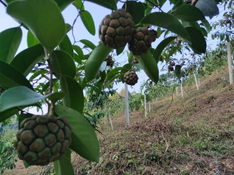 黑老虎布福娜鲜果湖南通道地标果园基地现摘现发