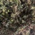 风柜斗草。道地药材，质优价实，品质保证，药典标准产地云南