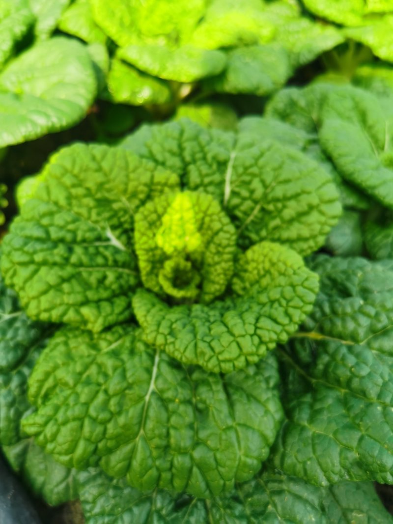 【精选】黄心菜塔菜乌白菜青菜大白菜货量充足欢迎咨询