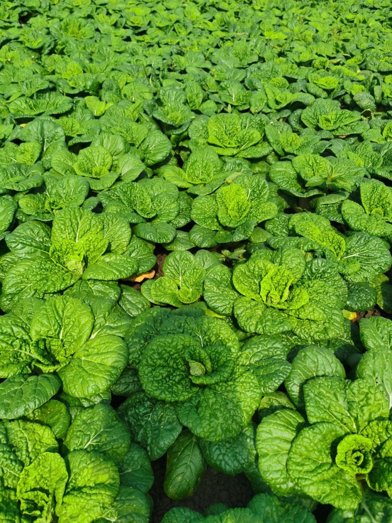 【精选】黄心菜塔菜乌白菜青菜大白菜货量充足欢迎咨询
