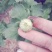 观赏菊