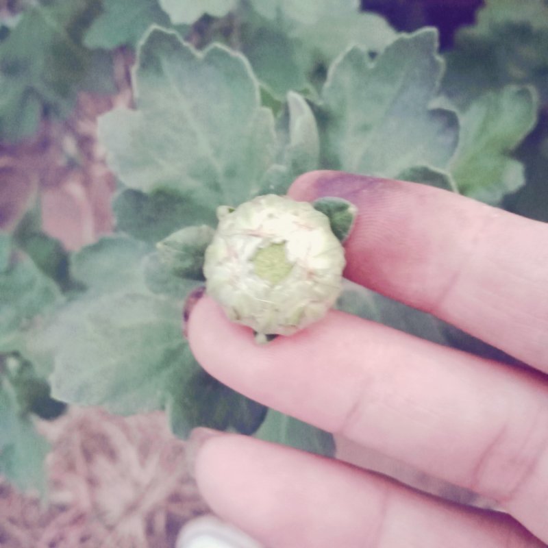 观赏菊