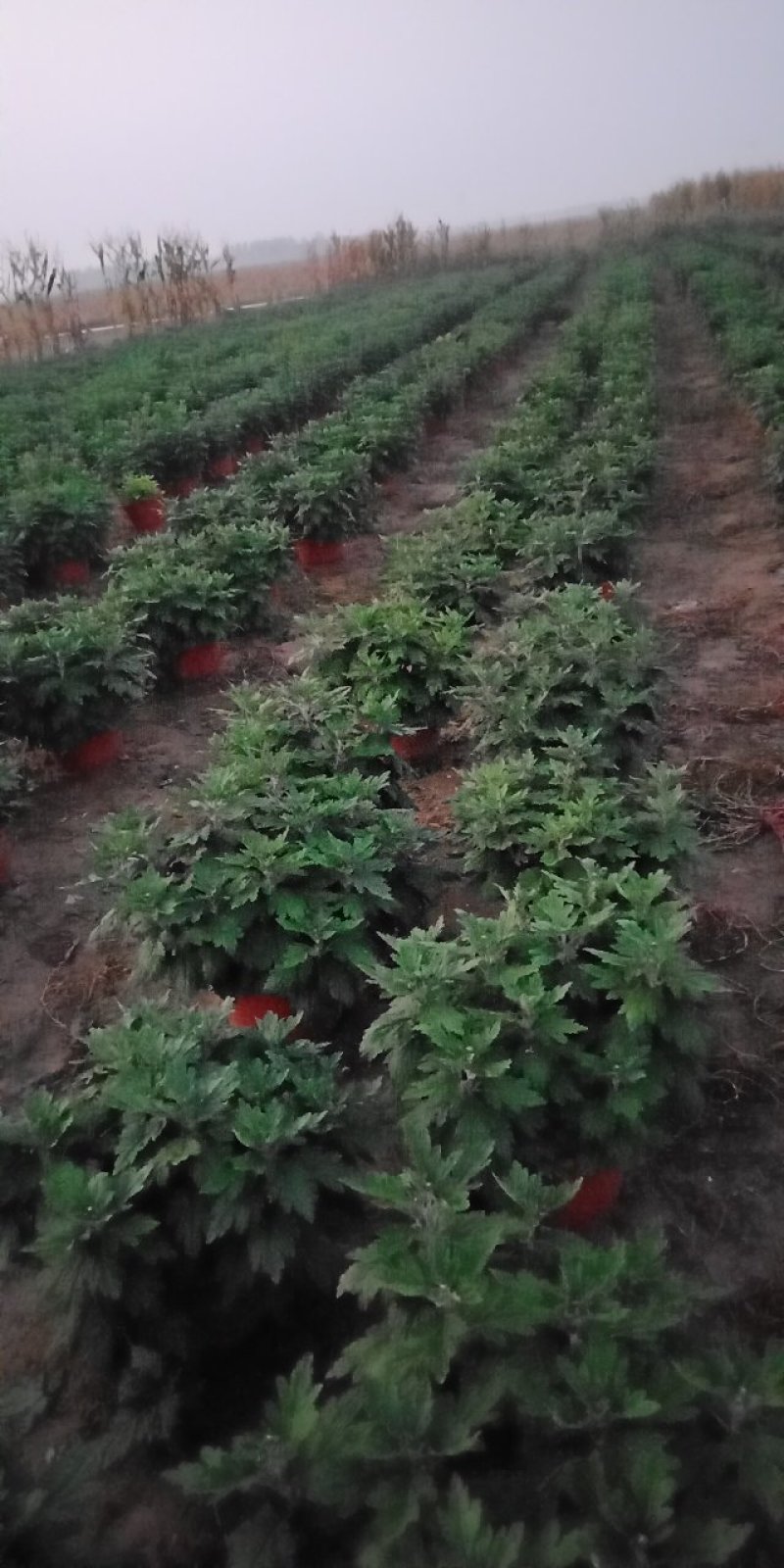 观赏菊