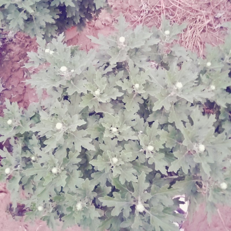 观赏菊