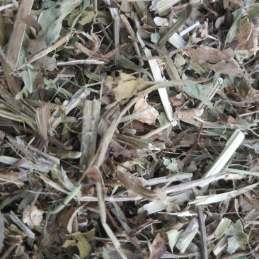 羊草三级