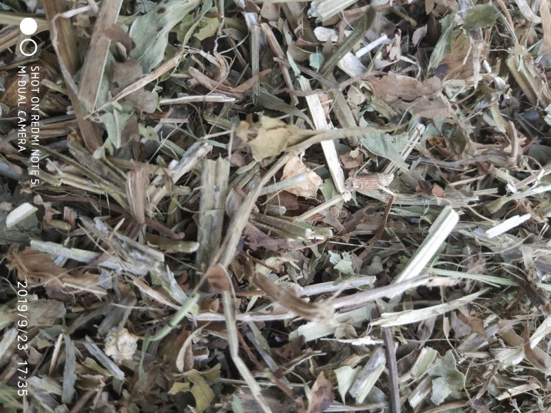 羊草三级