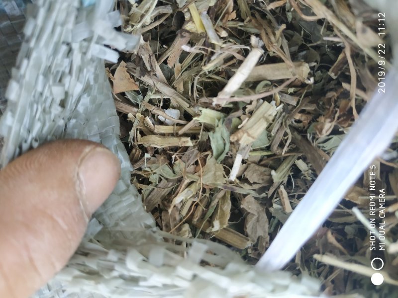 羊草三级