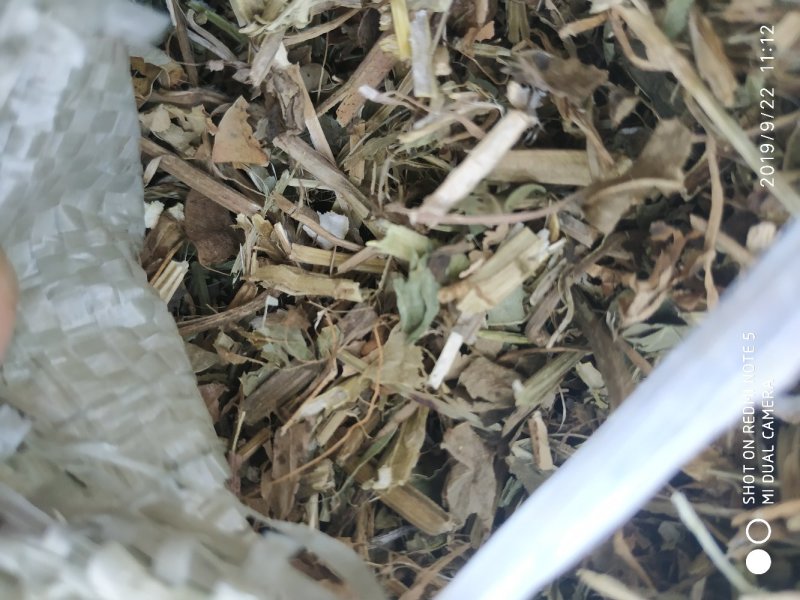 羊草三级