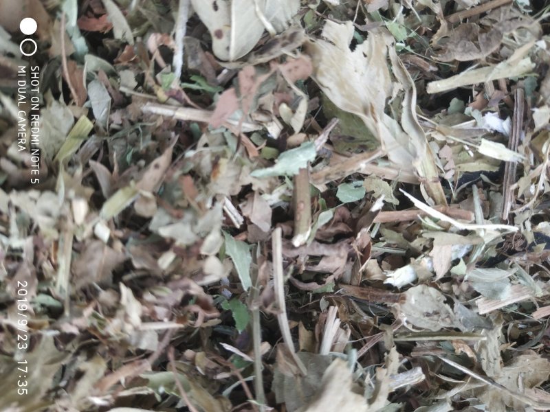 羊草三级