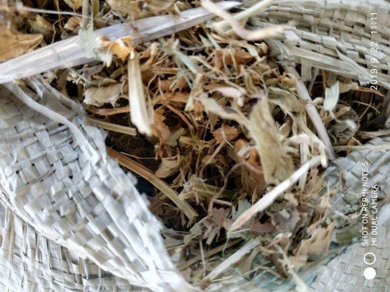 羊草三级