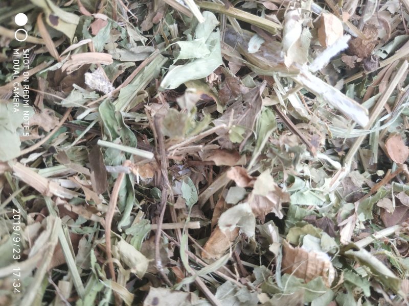 羊草三级