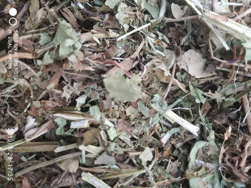 羊草三级