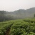 油樟苗