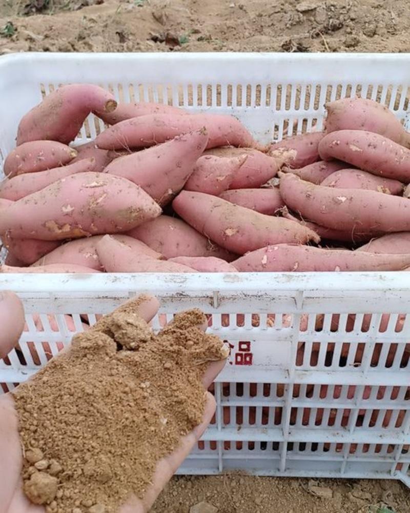 常年大量供应柘山沙地烟薯25蜜薯