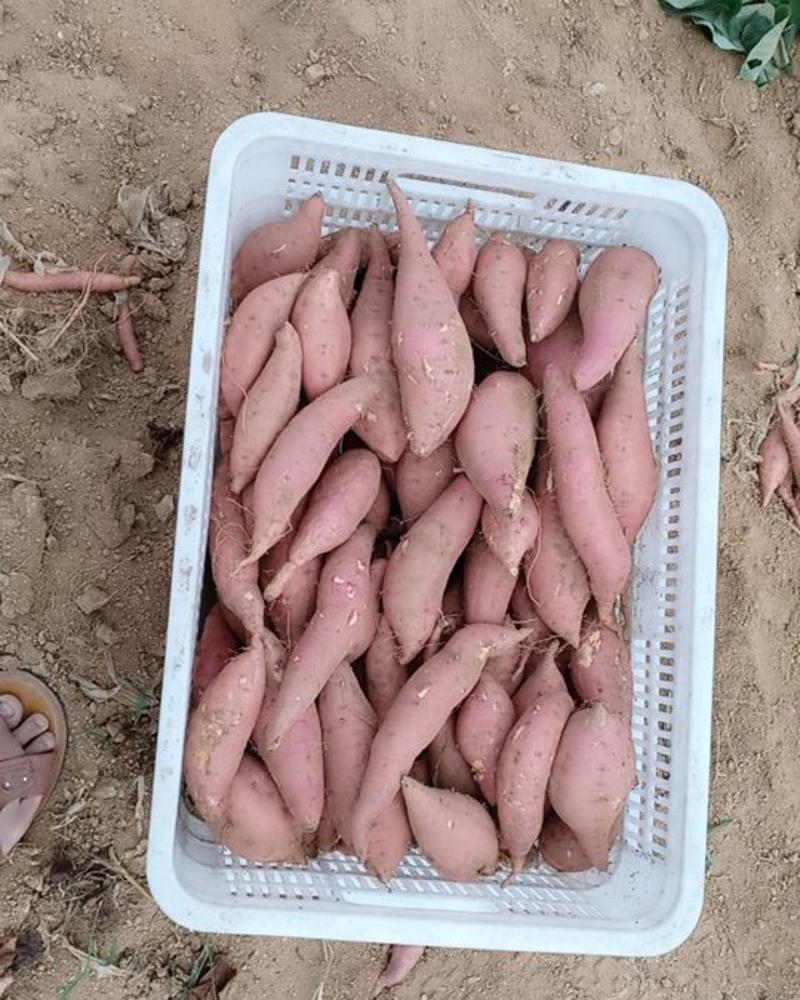 常年大量供应柘山沙地烟薯25蜜薯