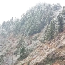 山茶油子，茶油