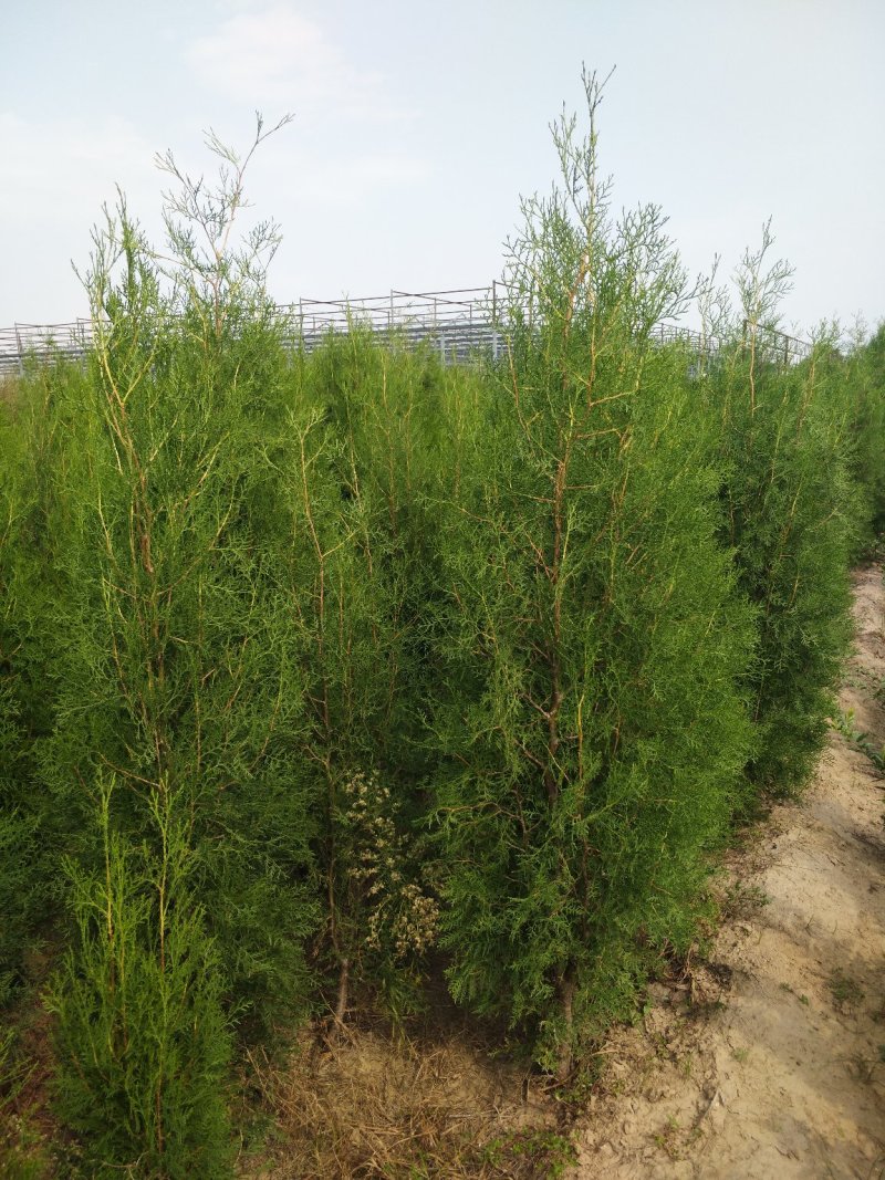 柏树。鑫源苗木基地常年供应30公分到3米高侧柏。规格齐全