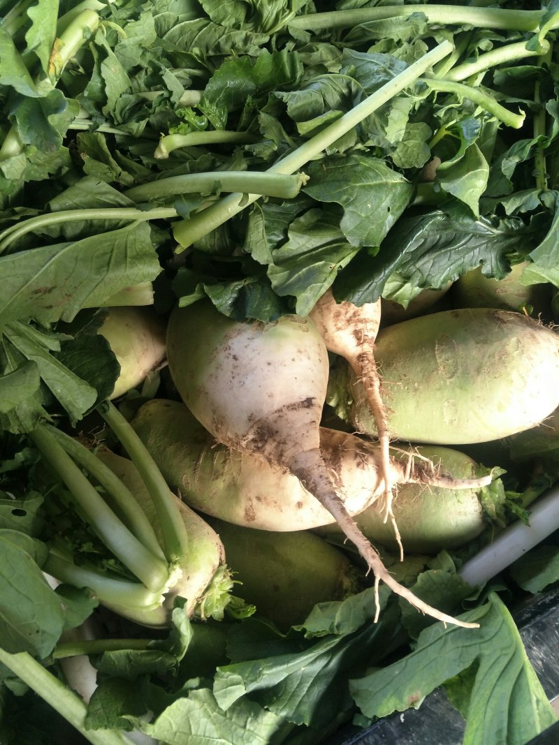 萝卜一手货源，诚信经营，产地直销，全国对接发货