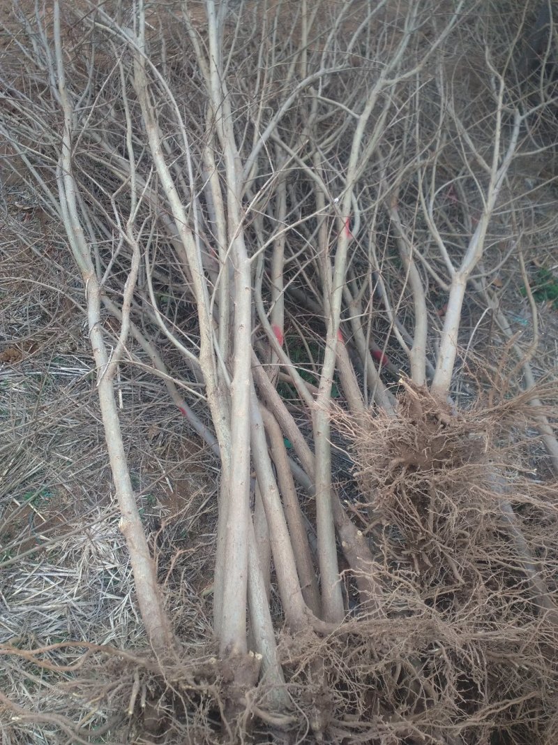 直销突尼斯软籽石榴，泰山红，丛生花石榴等各种石榴树